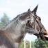 Caring for Horses During Hot Weather